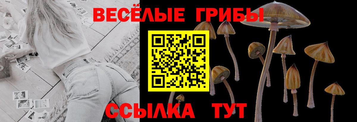 Псилоцибиновые грибы Psilocybe Усинск